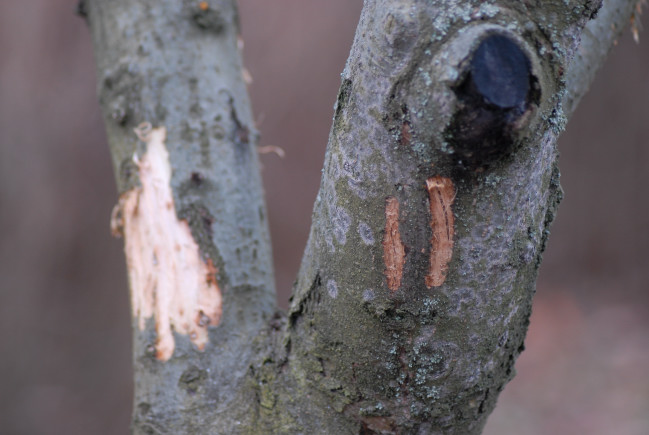 PASSIONE PER IL CERVO